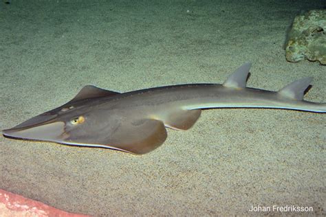 Philippine guitarfish .